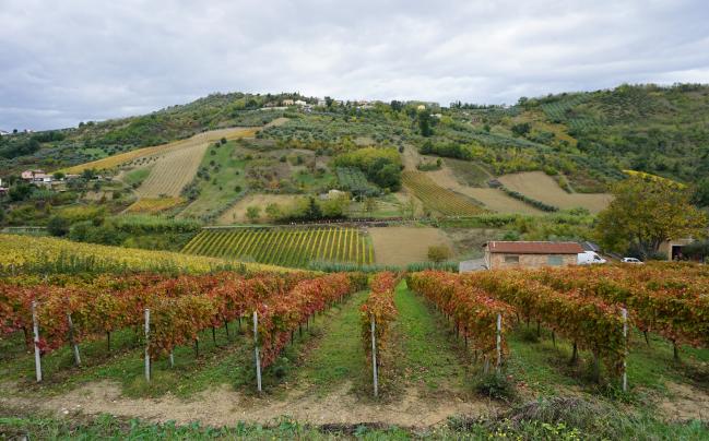 Strada del vino Abruzzo